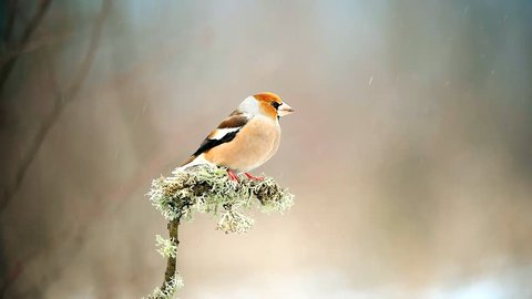 Hawfinch sitting on a stick with moss on a beautiful background.