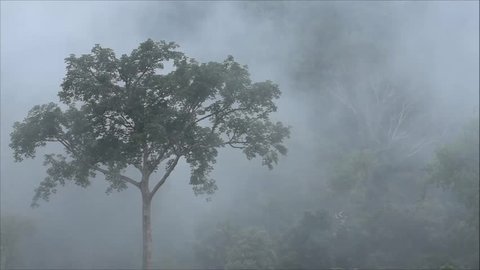 Morning fog in dense tropical rainforest at Hala Bala Wildlife Sanctuary, Misty forest landscape, Thailand