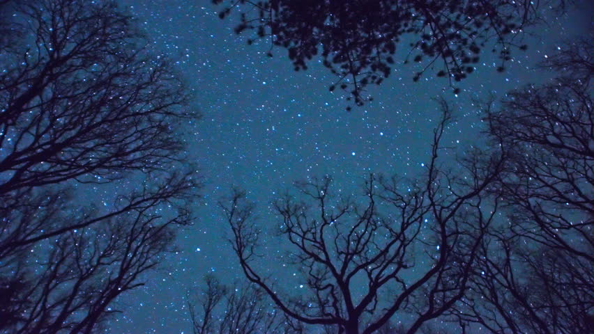 star trails north celestial pole stars rotating in a forest