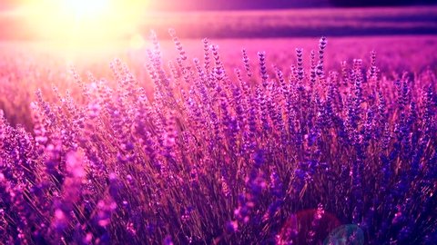 Lavender field in Provence, France. Blooming Violet fragrant lavender flowers. Growing Lavender swaying on wind over sunset sky, harvest. 4K UHD video 3840x2160