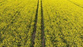 4K aerial drone video clip tracking the path or tracks through field of oilseed yellow flowers in the British countryside
