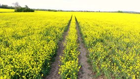 4K aerial drone video clip tracking the path or tracks through field of oilseed  yellow flowers in the British countryside
