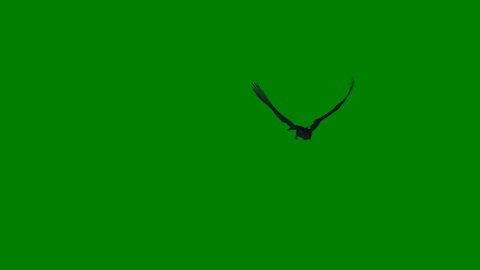 Black Ravens - Flying Flock - Green Screen - 4K Loop
