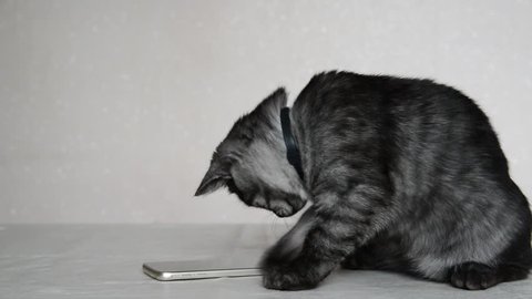 Gray 4 month old kitten playing with cell phone