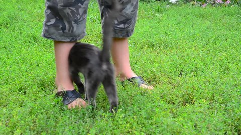 Gray cat stroking your child's legs