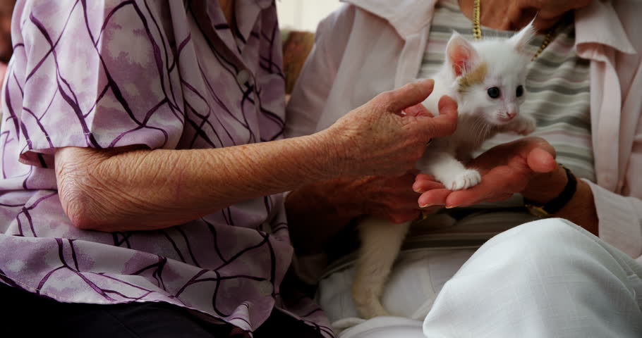 Mid section of senior women stroking kitten on armchair at retirement home 4k