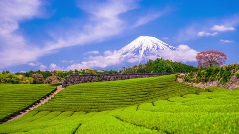 Fuji, Japan at Mt. Fuji and tea fields.