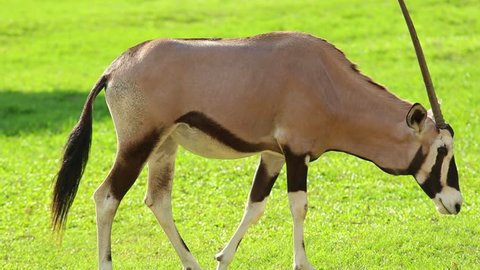 Only one horn of gemsbok antelope, or oryx gazelle.