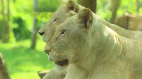 Close up face of white lion female.