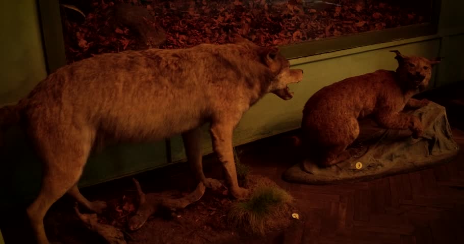 Scarecrow of a wolf. Open mouth. 4k
