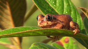 A cute brown little frog