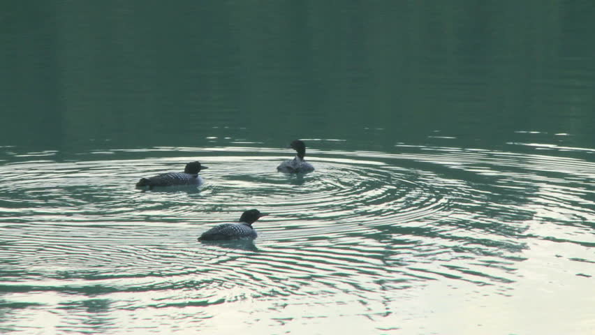Trio of wild loons swimming playfully in an alpine lake in the Rocky Mountains