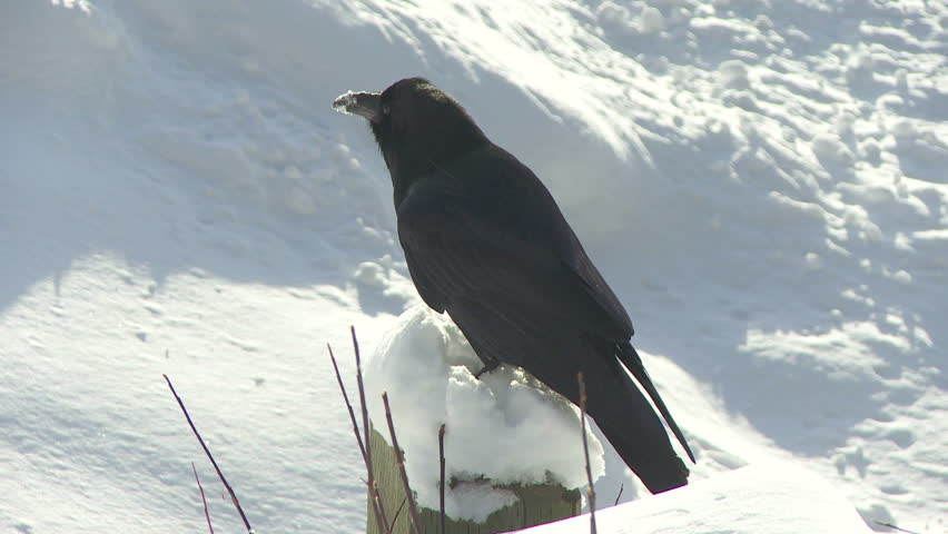 Raven in the winter

