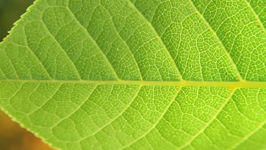 Macro shot of green leaves and sunshine