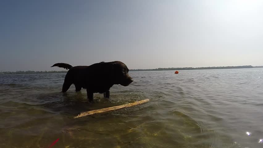 cheerful brown labrador play in water