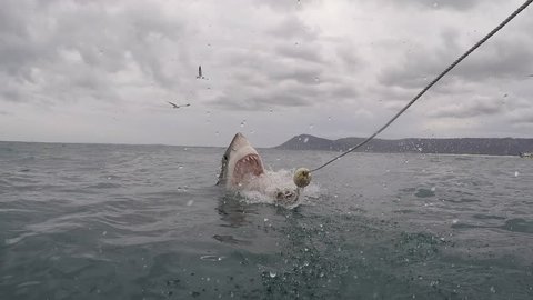 Great white shark breaches with mouth open