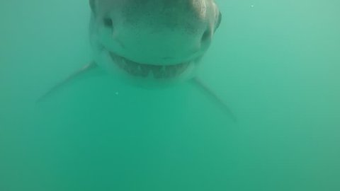 Great white shark swims head on towards camera
