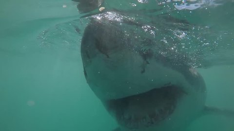Great white shark pops head out the water and come dangerously close to camera