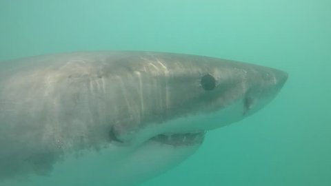Great white shark swims towards camera head on