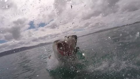 Great white shark Breaches the water with mouth open