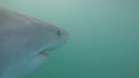 full, close up head and body shot of great white shark swimming by