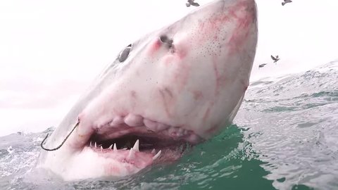 Great white shark swims by and pops its head out the water showing hook placed in jaw of shark