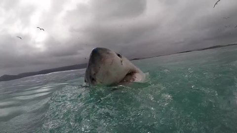 Great white shark pops head out water