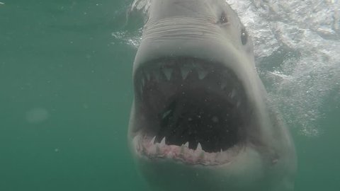 Great white shark under water opens mouth trying to feed showing all teeth