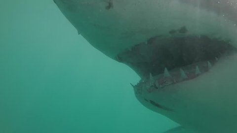 Great white shark close to camera showing teeth