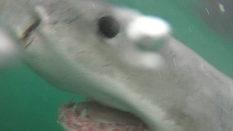 Great white shark swims towards bait missing camera by inches