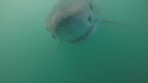 Great white shark goes head on into camera.