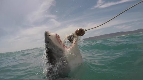 Great white shark vertically exits water with mouth open