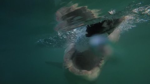 Great white shark moves quickly through the water with mouth wide open