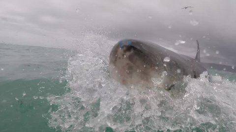 Great white shark breaches the water very close to camera. Mouth wide open.