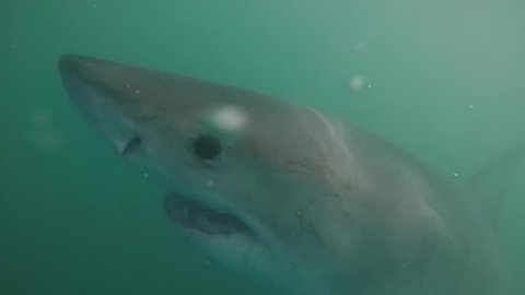 Great white shark swims right up to camera head on