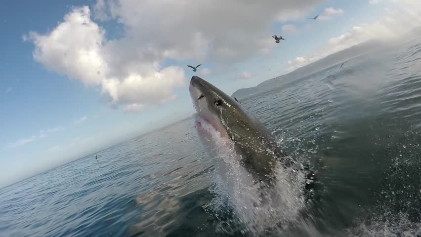 Great white shark breaches with mouth wide open Royalty-Free Stock Footage #30720646