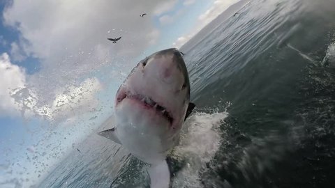 Great white shark breaches with mouth wide open