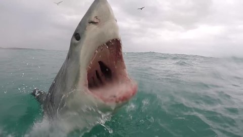 Great white shark breaches with mouth wide open showing all the way down her throat