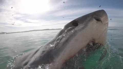Great white shark breaches showing jaw as it glides past the camera