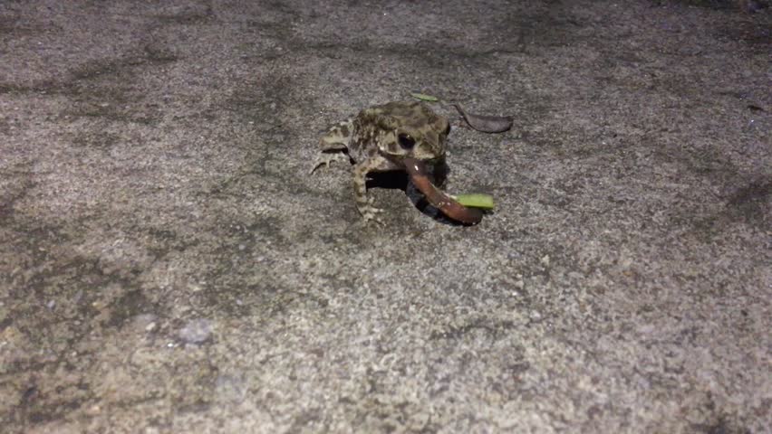 Toad eating earthworm.