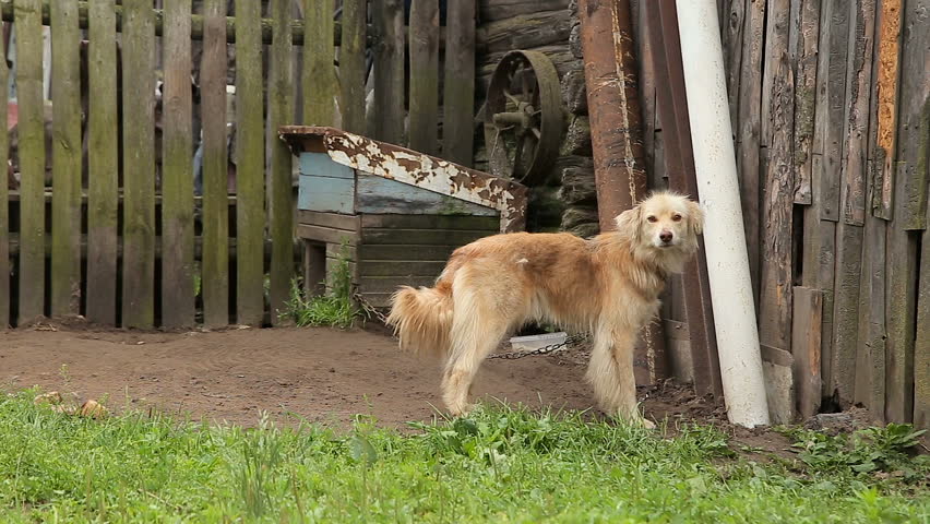 Dog on a chain around the booth