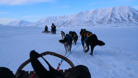 sled dogs pulling a sledge in mountains in snow storm. Svalbard, Norway