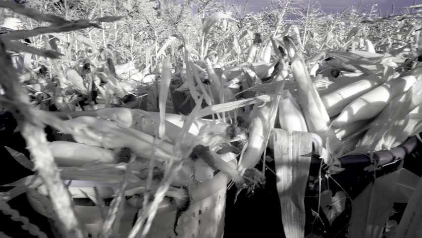 Camera descends from blue skies with clouds and rising sun down stalks of corn to reveal ripe ears of corn on the