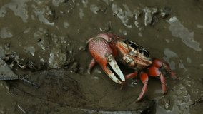 Red crab on mangrove forest eating