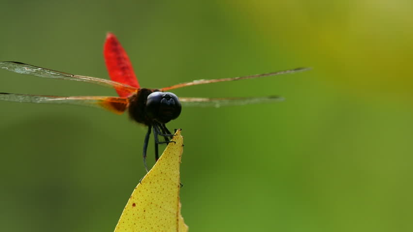 Dragonfly: Common Red Skimmer on branch