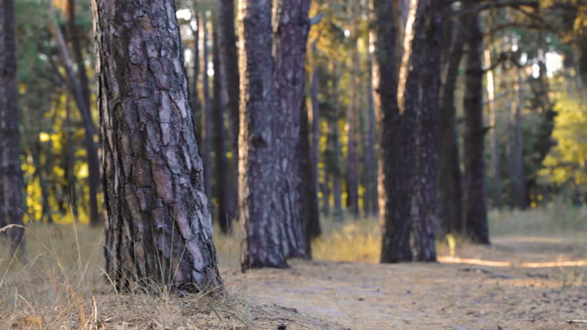 Mountain biking - man with bike enjoy summer vacation in the Pine Forest