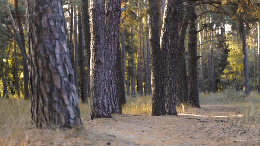Mountain biking - man with bike enjoy summer vacation in the Pine Forest