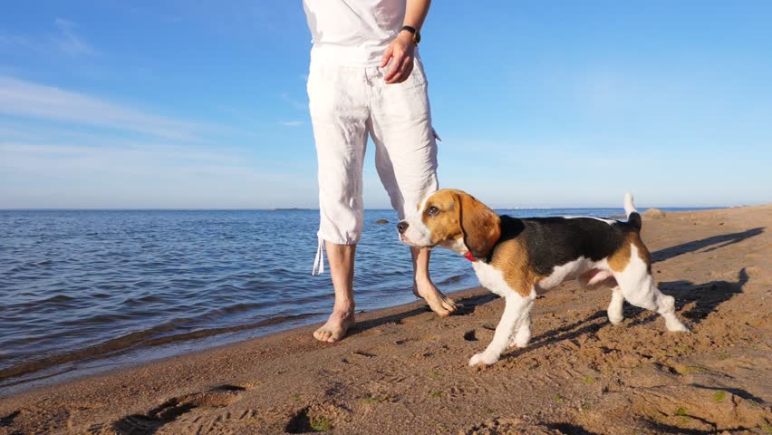 Man play with small beagle at sunny beach, throw stick, young dog run for it in shallow water, slow motion shot. Guy make false try then cast staff into water. Doggy sit and rush to get target | Shutterstock HD Video #30738259