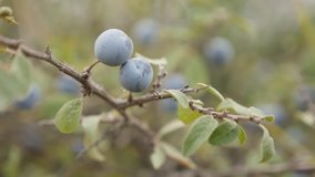 Blackthorn sloe shrub natural background slow-mo 1080p FullHD footage - Slow motion of Prunus spinosa berries 1920X1080 HD video