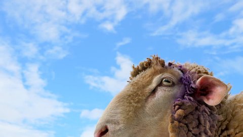 Advertising, Business, Travel concept - Close up face of white sheep while eating fresh green grass in happy emotion during feeding time and beautiful cloudy sky.